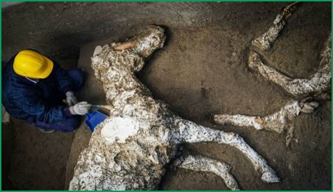 Pompeii Horse Prepped To Rescue Victims Found Preserved In Stables
